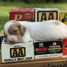 Brittany Puppies from HillTop Brittany Kennel