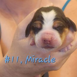 Miracle - Brown black and white Basset Hound puppy in Greenleaf, Idaho from Happy Acre Bassets