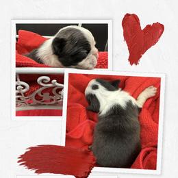 Amos - Seal and white male Boston Terrier puppy in Jacksonville, Florida from Trail’s End Boston Terriers