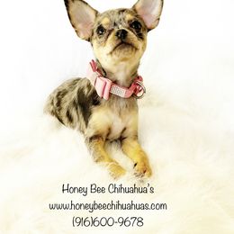 Spice - Merle female Chihuahua puppy in Sacramento, California from Honey Bee Chihuahua’s