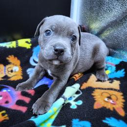 Piglet - Blue male Staffordshire Bull Terrier puppy in Dallas, Texas from Wild Blue Staffords