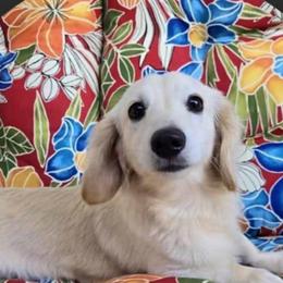 Willow - Dachshund
