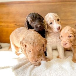 Double Doodle and Labradoodle Puppies from Magnolia & Finn Doodles