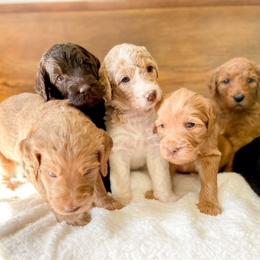 Double Doodle and Labradoodle Puppies from Magnolia & Finn Doodles