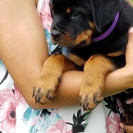 German Shepherd and Rottweiler Puppies from Dreamweaver Kennels