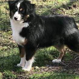 Miniature Australian Shepherds and Toy Australian Shepherds from Rockin H Aussies