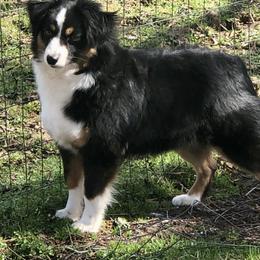 Miniature Australian Shepherds and Toy Australian Shepherds from Rockin H Aussies