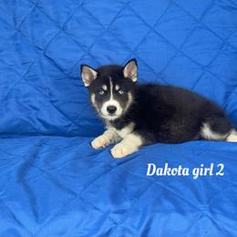 Dakota girl 2 - Black and white female Siberian Husky puppy in Ocala, Florida from Florida Husky Puppies