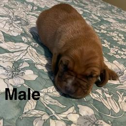 Male 5 - Red and white male Basset Hound puppy in Daleville, Alabama from Home Grown Basset Hounds of Alabama