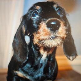 Dachshund puppies from Anastasiya Skorobogatova