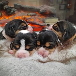 Beagle puppies from Rosehaven Homestead