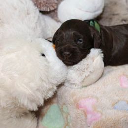 Cockapoo Puppies from JP Cockapoos LLC