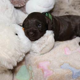 Cockapoo Puppies from JP Cockapoos LLC