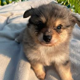 Pomeranians from Nancy's Pomeranians