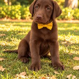 Scout - Chocolate female Labrador Retriever puppy in Chicago, Illinois from Urbane Retrievers