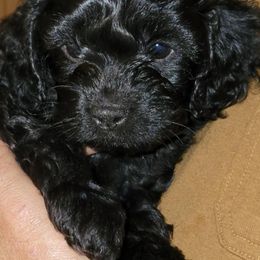 Cavapoo Puppies from Joseph G Harrison