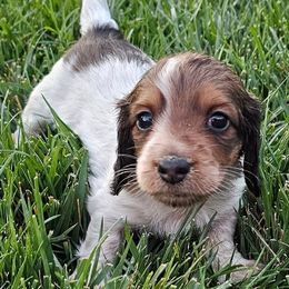 Dachshunds from Sean's Sausages