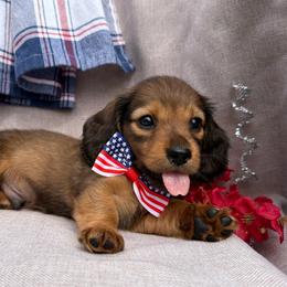 Dior - Red male Dachshund puppy in Michigan from Hidden Haven Dachshunds