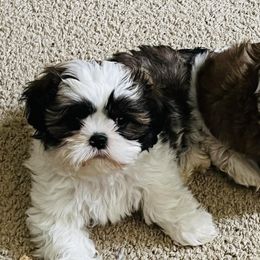 Shih Tzus from Pistol Pups LLC