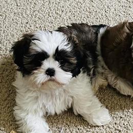 Shih Tzus from Pistol Pups LLC