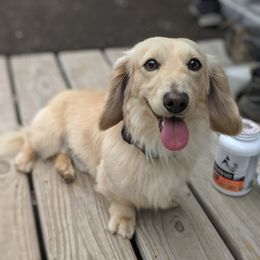 Theoden - Dachshund