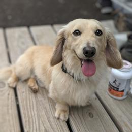 Theoden - Dachshund