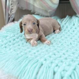 Tate - Piebald male Dachshund puppy in Decatur, Mississippi from KP Dachshunds