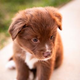 Espresso - Red & white male Miniature Australian Shepherd puppy in Hearne, Texas from Wigglebutts Unlimited