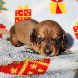 Pumpkin - Red female Dachshund puppy in Anaconda, Montana from Williams Family Dachshunds
