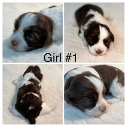 Girl 1 - Chocolate female Havanese puppy in Elkins, Arkansas from Havana Knights Havanese