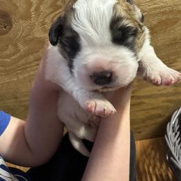 Dark green - Brindle and white male Saint Bernard puppy in Auburn, Washington from Sara’s Saint Bernards