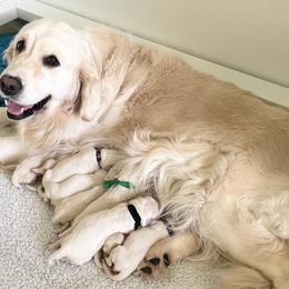 Male - Light golden male Golden Retriever puppy in Myakka City, Florida from MC Goldens