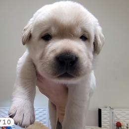 Red boy - Yellow male Labrador Retriever puppy in Nacogdoches, Texas from Westlane Dogs