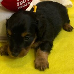 ASHA AKC REGISTERED FEMALE - Black and tan female Dachshund puppy in Elizabethtown, Kentucky from Teeny Tiny Puppy Tails