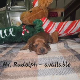 Sir. Rudolph - Red male Dachshund puppy in Bristol, Tennessee from It's Mini Wieners Baby