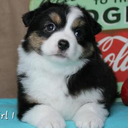 Girl 1 - Black tri female Miniature Australian Shepherd puppy in Elgin, Oregon from LongMile Aussies