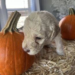 Goldendoodle Puppies from CruzNDoodles