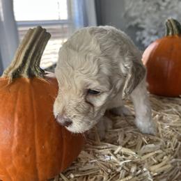 Goldendoodle Puppies from CruzNDoodles