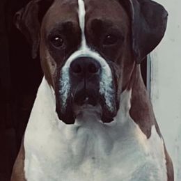 Buster Buster - Boxer
