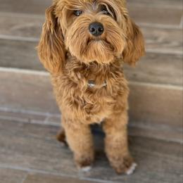 Scoop - Goldendoodle
