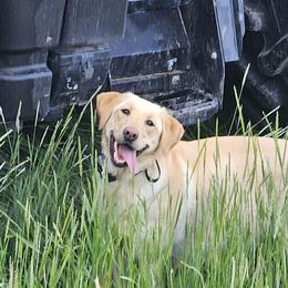 Denali - Labrador Retriever