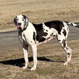Ellie Mae - Great Dane