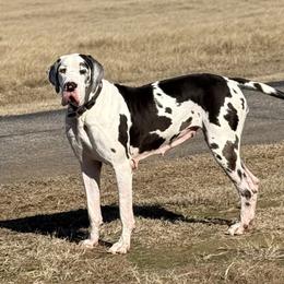 Ellie Mae - Great Dane