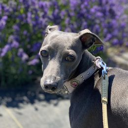 Italian Greyhounds from Hunter_Moon Hounds