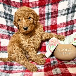 Goldendoodle and Poodle Puppies from The Henry Doodles