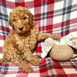 Goldendoodle and Poodle Puppies from The Henry Doodles
