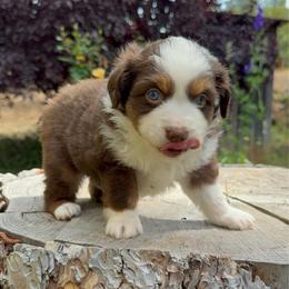 Rowan - Red tri male Miniature Australian Shepherd puppy in Shingletown, California from Whiskeytown Aussies