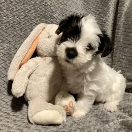 Assorted Doodle Crosses, Double Doodle, Maltipoo, Morkie, and Yorkipoo Puppies from Danza Bolo