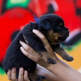 Rottweiler Puppies from Vonbart Rottweilers