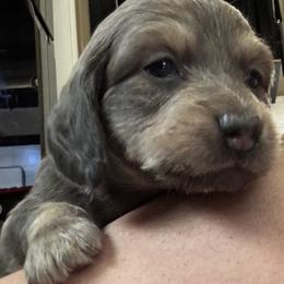 Blue and cream - Blue and cream male Dachshund puppy in Crestview, Florida from Neverending Dachies